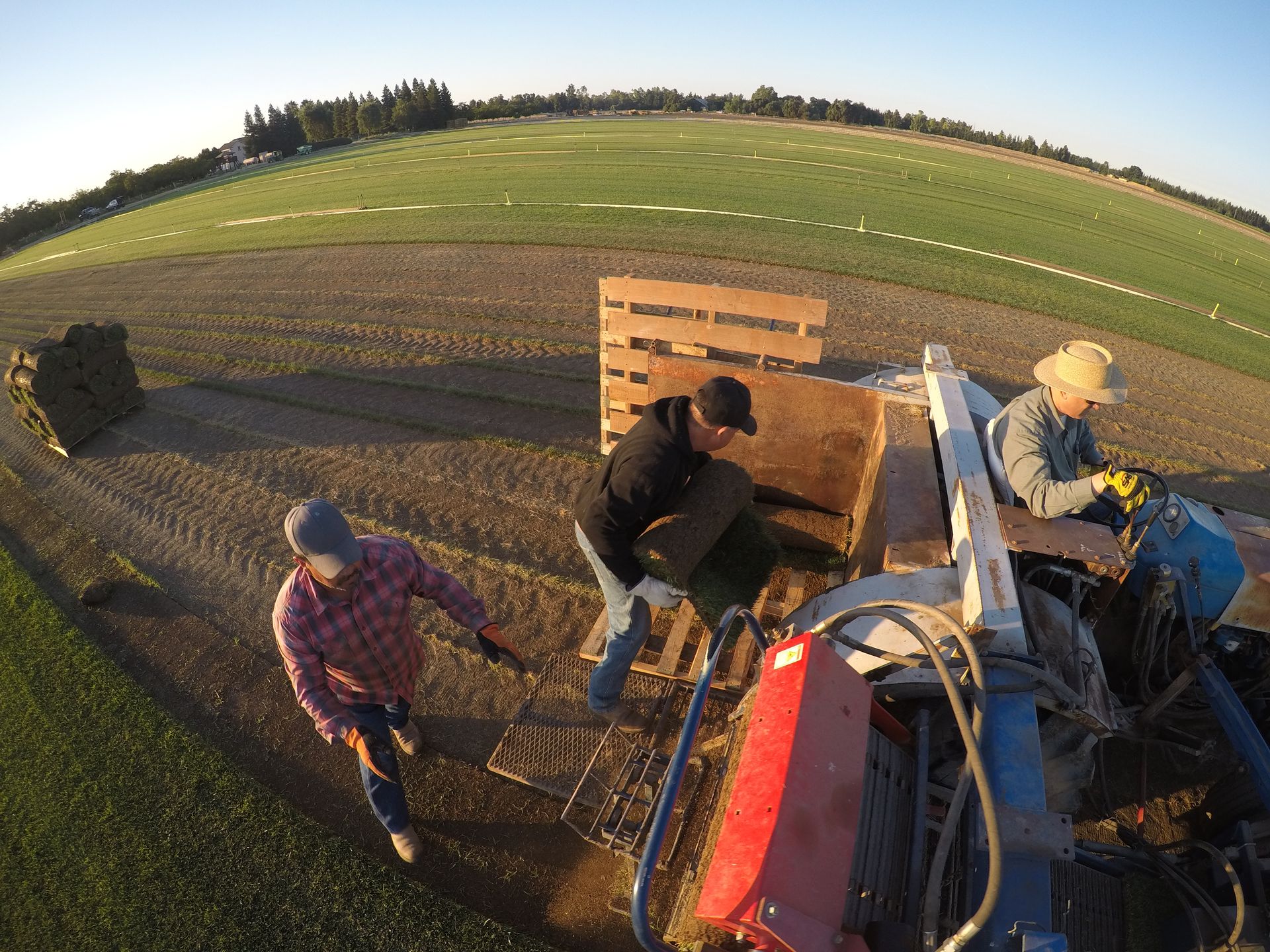CalTurf crew cutting and stacking sod rolls onto pallets at the farm