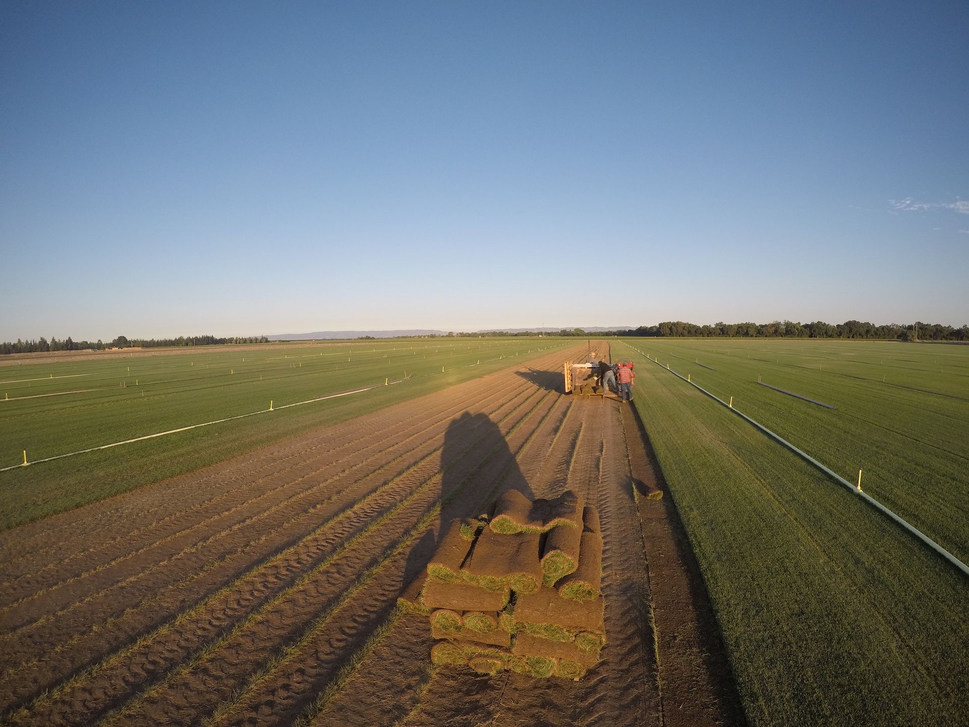 Pallets of freshly cut sod in a CalTurf field at sunrise