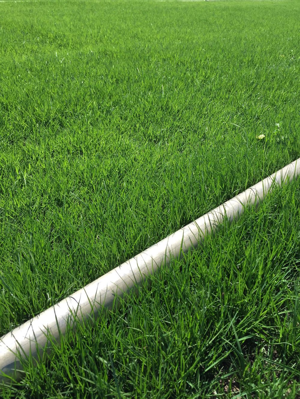Irrigation pipe running across a CalTurf sod field