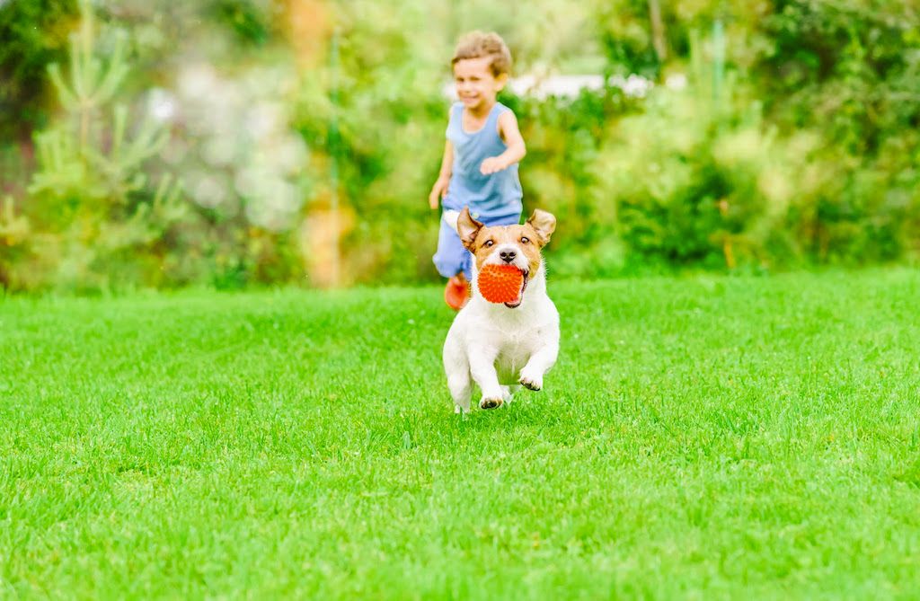 Boy chasing a dog across green sod