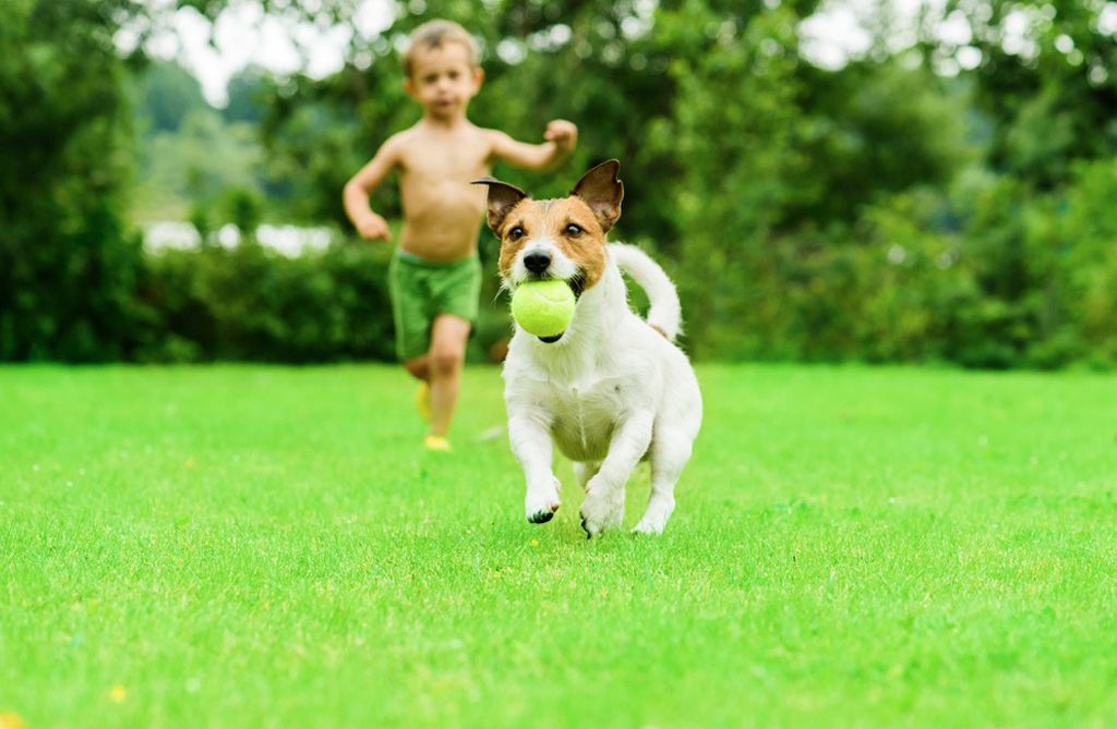 Dog running with a tennis ball on a green lawn, child behind