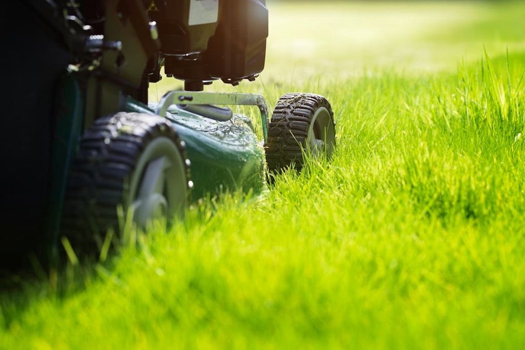 Lawn mower cutting thick green grass