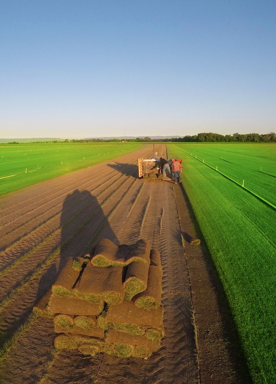 Aerial view of sod being harvested on the CalTurf farm