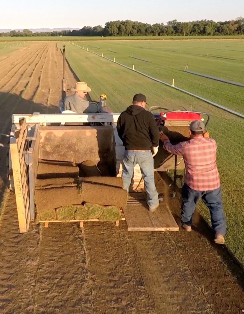 CalTurf crew loading freshly cut sod onto a trailer at the farm