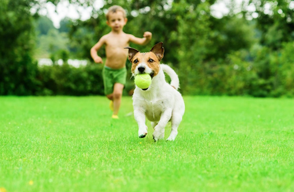 boy chasing dog on green grass